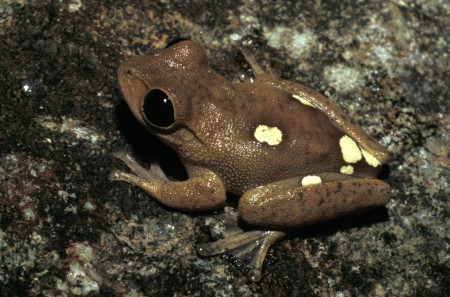 Australian Lacelid Litoria dayi EPBC Act: Endangered; NC Act: Endangered